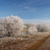 На ветках изморозь-пушок — Совсем снежка не хуже! Ну, до чего же хорошо! И снег пока не нужен! :: nadyasilyuk Вознюк