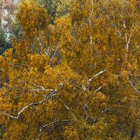 Ветвистая берёза, в золотом наряде. :: Петр Беляков