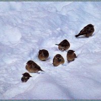 Декабрь...Снежные воробышки! :: Владимир 