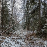 Начало зимы :: Анатолий Володин