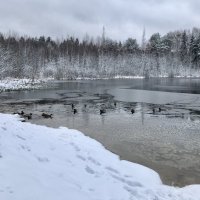 Серые шейки) :: Любовь 