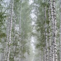 березки купаются в тумане :: Василий Колобзаров