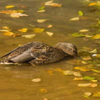 Осенний водоём. :: Петр Беляков