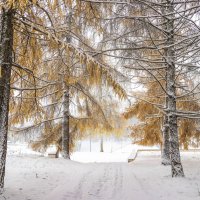 Ноябрьский снегопад :: Галина Новинская