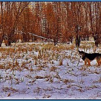 Пес-природолюб! :: Владимир 