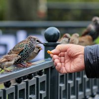 Огласите, пожалуйста, всё меню. :: Татьяна Бравая