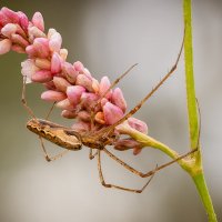 Паук вязальщик.Tetragnatha. :: Александр Григорьев