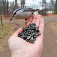 Поползень :: Сапсан 