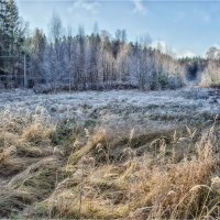 Ноябрь. Первый заморозок. :: Александр Максимов