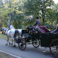 Экипаж белых лошадей с водителем :: Светлана Хращевская