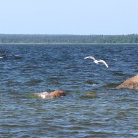 Финский залив :: Александр Ильчевский 