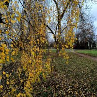 Последние золотинки ноября... :: Мария Васильева