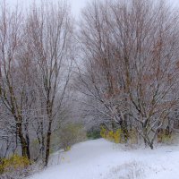 Дерева опустели :: Георгий А