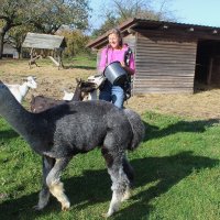 в гости к альпакам( хозяйка фермы-Марта) :: Светлана Баталий