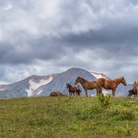 Плато Лаго-Наки :: Игорь Сикорский