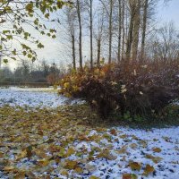 Ветром растрепало рыжую листву... :: Мария Васильева