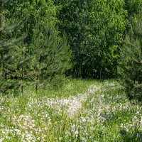 Краски лета :: Дарья Рогозина