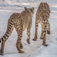 гепарды :: аркадий 