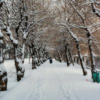 Снежный ноябрь. :: Виктор Иванович Чернюк