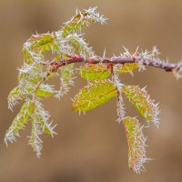 ***** :: Виталий Емельянов