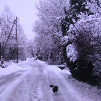 Марсик на улице :: Людмила Смородинская