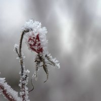 В холодном сахаре... :: Галина Ильясова