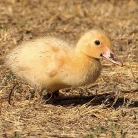 Малыш утёнок индоутки или мускусной утки. :: Восковых Анна Васильевна 