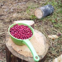 Натюрморт с клюквой и чурками :: Сергей Никифоров