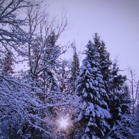 И светит солнышко сквозь ветви :: Людмила Смородинская