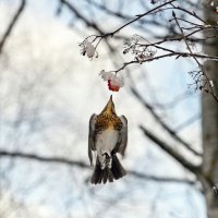 Атака снизу :: Валерий Иванович