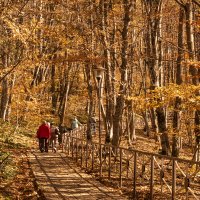 Осенний лес в горах :: Игорь Сикорский