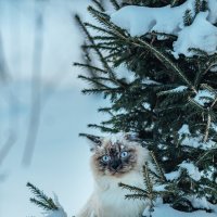 Лика в гостях у лесной сказки... :: Виктор Садырин