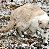 Впервые   в моём саду в гостях. :: Восковых Анна Васильевна 