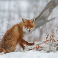 На зубок :: Влад Соколовский