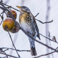 Удачная находка. :: Петр Беляков