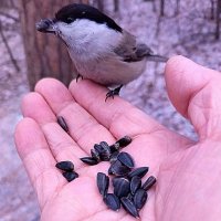 Гаичка :: Любовь Сахарова