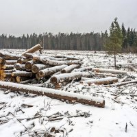 Облесение :: Валерий Иванович