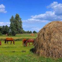 На вольном выпасе. :: Николай Рубцов