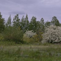 Весна,цветение. :: сергей 