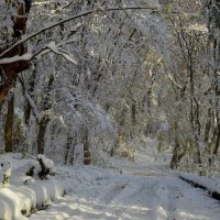 Солнечно...... :: Юрий Цыплятников