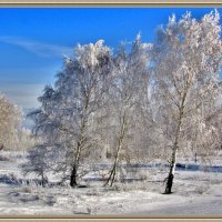 Сказочные берёзки :: Владимир 