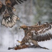 Пух да перья.. :: Влад Соколовский