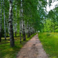 Новочебоксарск. Берёзовая аллея Ельниковской рощи летом. :: Пётр Чернега