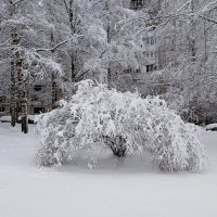 После снегопада. :: Лия ☼