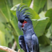 В парке птиц в Индонезии :: Ольга Колосова