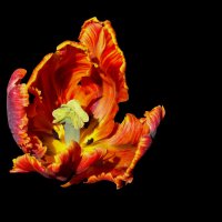 огненный цветок :: Fedor K 