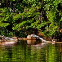 Изумрудная зелень лета и местные крокодилы Яшинского озера :: Марина Шубина