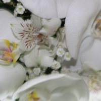 Орхідеї :: Ludmila Пир