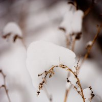первый снег :: Юлия Филиппова