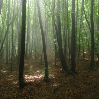 Туманный лес :: Иван Начинка